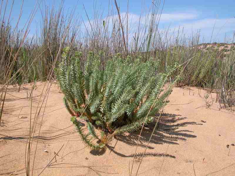 Euphorbia paralias o pithyusa ?